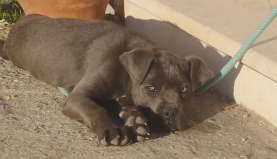 Cane corso blue θηλυκό κουτάβι Θεσσαλονίκη νομού Θεσσαλονίκης, Μακεδονία Ζώα - Κατοικίδια Πωλούνται (φωτογραφία 1)