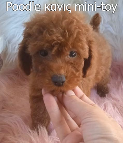 Poodle κανις mini-toy διάφορα χρώματα κ κόκκινα ως 3-4 κιλα Θεσσαλονίκη νομού Θεσσαλονίκης, Μακεδονία Ζώα - Κατοικίδια Πωλούνται (φωτογραφία 1)