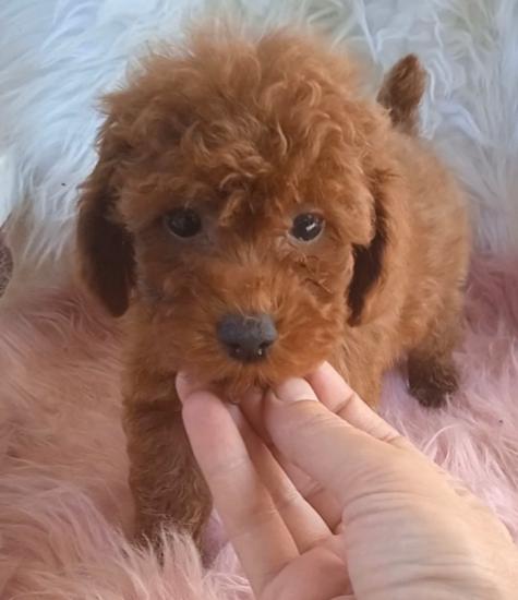 Poodle κανις mini-toy κόκκινα ως 3 κιλα Θεσσαλονίκη νομού Θεσσαλονίκης, Μακεδονία Ζώα - Κατοικίδια Πωλούνται (φωτογραφία 1)