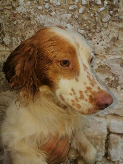 Springer spaniel καθαρόαιμο Πάτρα νομού Αχαϊας, Πελοπόννησος Ζώα - Κατοικίδια Πωλούνται (φωτογραφία 1)