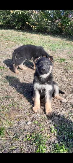 Γερμανικό ποιμενικό german shepherd Πυλαια νομού Θεσσαλονίκης, Μακεδονία Ζώα - Κατοικίδια Πωλούνται (φωτογραφία 1)