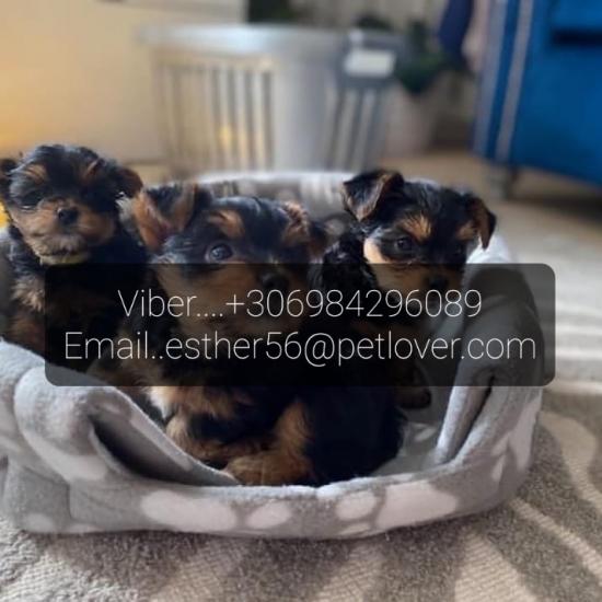 Κουτάβια Mini Yorkshire terrier. Αθήνα νομού Αττικής - Αθηνών, Αττική Ζώα - Κατοικίδια Πωλούνται (φωτογραφία 1)