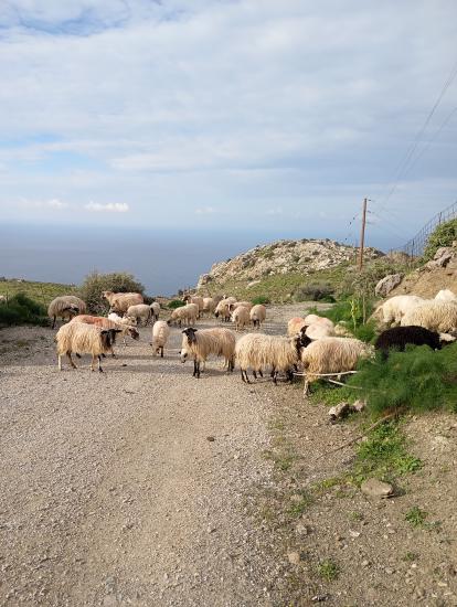 πρόβατα ντόπια σφακιανά καμπουρομύτικα Σπηλι νομού Ρεθύμνης, Κρήτη Ζώα - Κατοικίδια Πωλούνται (φωτογραφία 1)