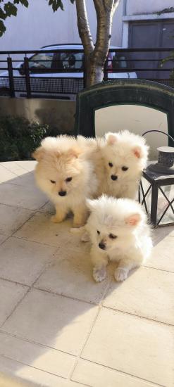 Πωλούνται Pomeranian spitz Θεσσαλονίκη νομού Θεσσαλονίκης, Μακεδονία Ζώα - Κατοικίδια Πωλούνται (φωτογραφία 1)