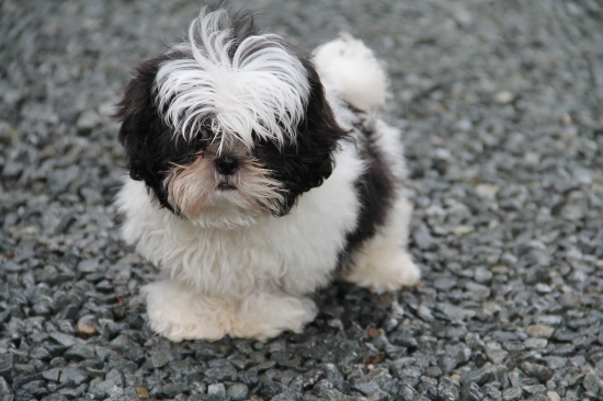 Σιχ Τσου-shih tzu,ως 2 κιλα,εμβόλια , με τσιπακι Θεσσαλονίκη νομού Θεσσαλονίκης, Μακεδονία Ζώα - Κατοικίδια Πωλούνται (φωτογραφία 1)