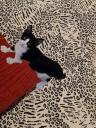 Mωρογατάκι aegean cat,black/white-για υιοθεσία (χαρίζεται) (μικρογραφία)