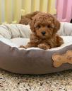 Κουτάβια Apricot Poodle (μικρογραφία)