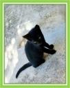 Μωρογατάκι-black aegean cat-για υιοθεσία (χαρίζεται) (μικρογραφία)