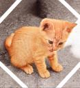 Μωρογατούλης (aegean cat) για υιοθεσία (χαρίζεται) (μικρογραφία)