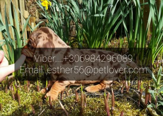 Χαριτωμένα κουτάβια Dachshund Αγιος Μυρωνας νομού Ηρακλείου, Κρήτη Ζώα - Κατοικίδια Πωλούνται (φωτογραφία 1)