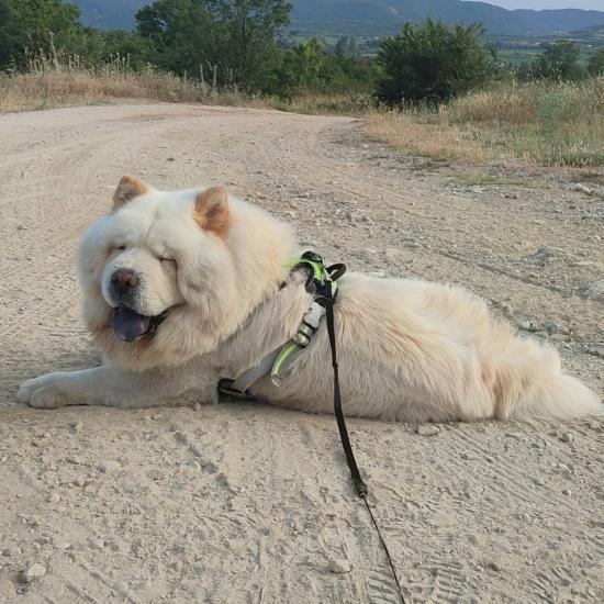 Χαρίζεται αρσενικό chow chow Θεσσαλονίκη νομού Θεσσαλονίκης, Μακεδονία Ζώα - Κατοικίδια Πωλούνται (φωτογραφία 1)