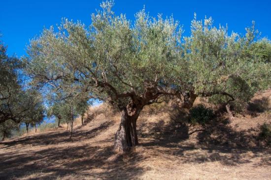 Λιόφυτο περιοχή Περάτης Κυθηρα νομού Αττικής - Πειραιώς / Νήσων, Αττική Οικόπεδα - Αγροτεμάχια Ακίνητα (φωτογραφία 1)