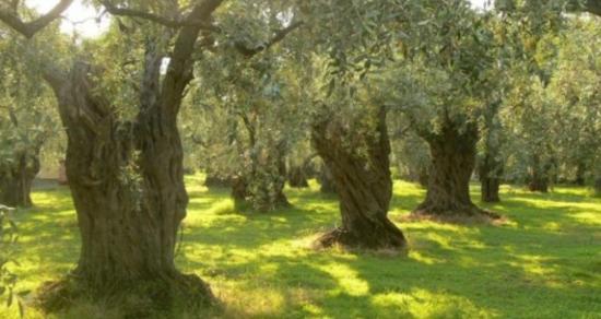 Πωλείται Ελαιώνας στη Γαλάτιστα Χαλκιδικής Γαλατιστα νομού Χαλκιδικής, Μακεδονία Οικόπεδα - Αγροτεμάχια Ακίνητα (φωτογραφία 1)