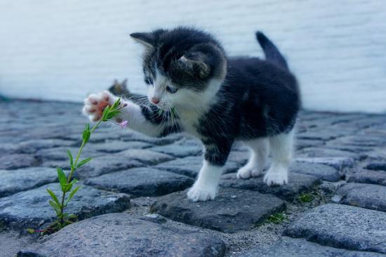 Επίβλεψη κατοικιδίων- Pet sitting Θεσσαλονίκη νομού Θεσσαλονίκης, Μακεδονία Οικιακή βοήθεια - Φύλαξη παιδιών Υπηρεσίες (φωτογραφία 1)