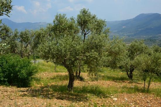 Προσφέρω: Κηπουρικές Εργασίες - Δενδροκηπουρός Κηφισια νομού Αττικής - Αθηνών, Αττική Υπηρεσίες κτιρίων - Συντήρηση Υπηρεσίες (φωτογραφία 1)